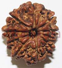 10 mukhi 26960 22.2mm